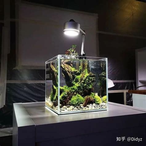 窗戶對床 水生 植物 魚缸